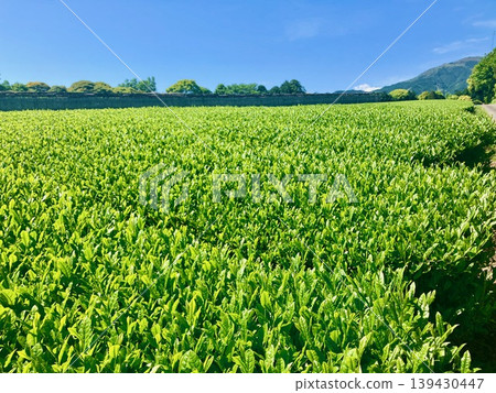 A landscape of tea plantations in Numazu City, Shizuoka Prefecture. A landscape of tea plantations in Numazu City, Shizuoka Prefecture. 139430447