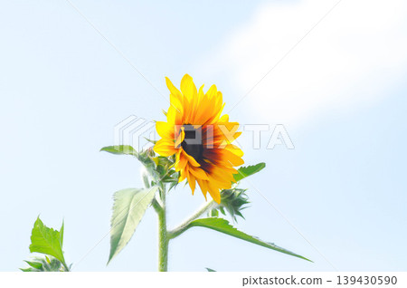 Sunflower, Asteraceae or Helianthus annuus L or yellow flower and sky Sunflower, Asteraceae or Helianthus annuus L or yellow flower and sky 139430590