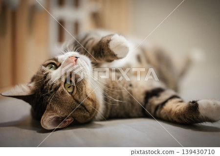 tabby cat lying on its back showing belly on the floor at home 139430710