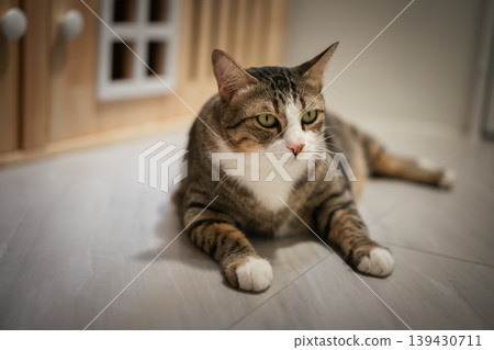 tabby cat resting on the floor at home 139430711