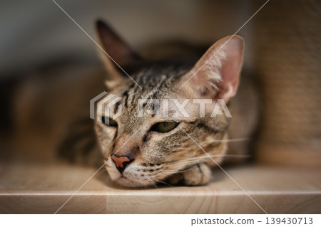 tabby cat resting on a modern wooden cat climber, cat tree tower 139430713