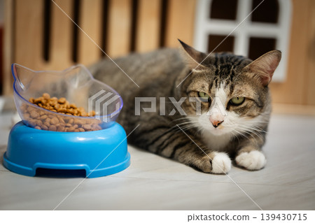 tabby cat lying down next to a blue bowl full of dry food on the floor at home 139430715
