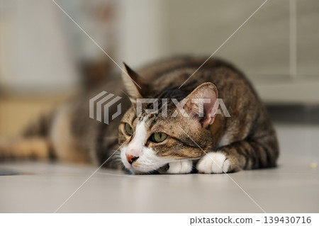 tabby cat resting on the floor at home 139430716