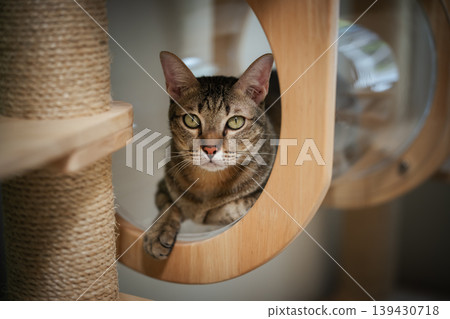 tabby cat resting on a modern transparent capsul bed on cat tree tower, wooden cat climber 139430718