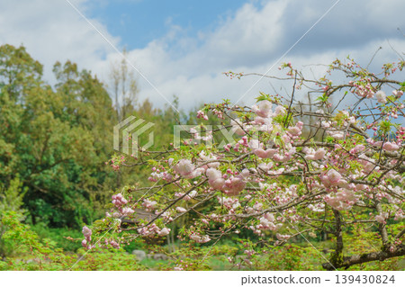 盛開的雙櫻花 盛開的雙櫻花 139430824