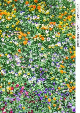 花牆 花牆 139430826