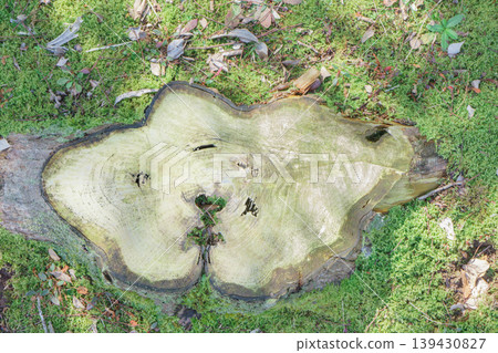 Section of stump 139430827