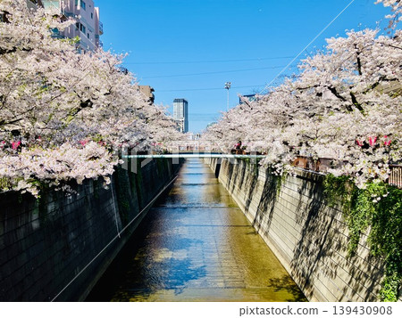The scenery of cherry blossoms in full bloom in Nakameguro 139430908