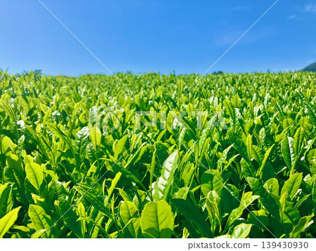 A landscape of tea plantations in Numazu City, Shizuoka Prefecture. A landscape of tea plantations in Numazu City, Shizuoka Prefecture. 139430930