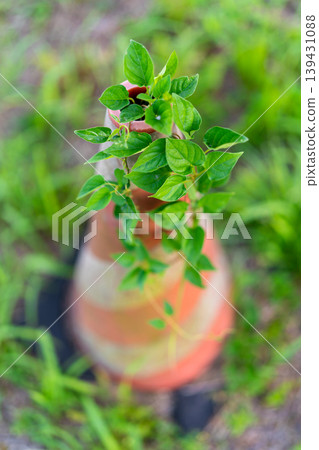 人造物與自然的共存:覆蓋在建築錐體上的植物展現出蓬勃的生命力。 *照片拍攝地點已在作品說明中註明。 人造物與自然的共存:覆蓋在建築錐體上的植物展現出蓬勃的生命力。 *照片拍攝地點已在作品說明中註明。 139431088