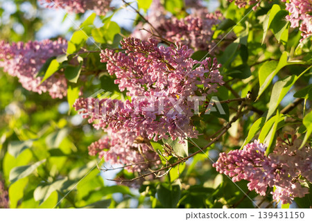 Lilac Blossoms in Sunlight Lilac Blossoms in Sunlight 139431150