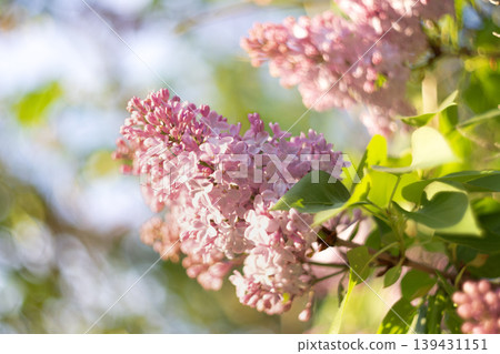Close-up of blooming lilac flowers on a sunny day Close-up of blooming lilac flowers on a sunny day 139431151