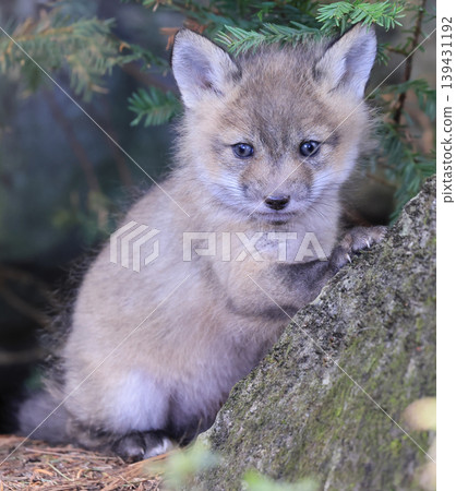 Red fox baby portrait in the forest, Canada Red fox baby portrait in the forest, Canada 139431192