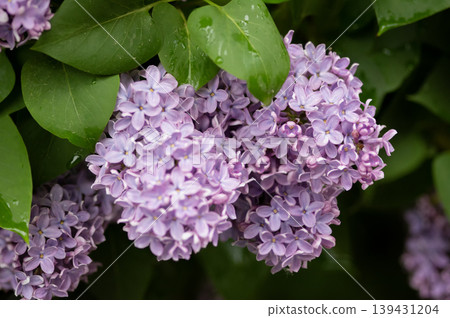 Lilac flowers with green leaves 139431204