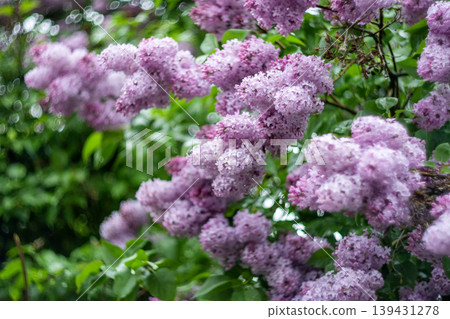 Blooming Purple Lilac Flowers in a Garden Blooming Purple Lilac Flowers in a Garden 139431278