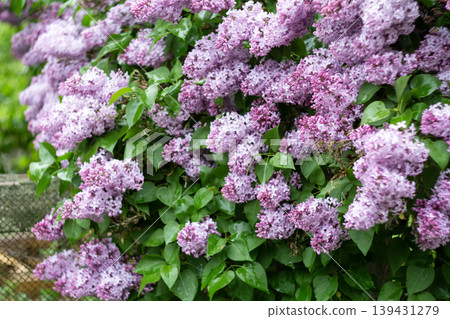 Blooming Lilac Bush with Purple Flowers 139431279