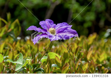 The purple clematis flower is known as the queen of climbing plants. The purple clematis flower is known as the queen of climbing plants. 139431316