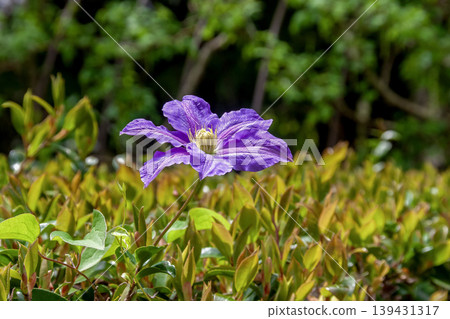The purple clematis flower is known as the queen of climbing plants. The purple clematis flower is known as the queen of climbing plants. 139431317