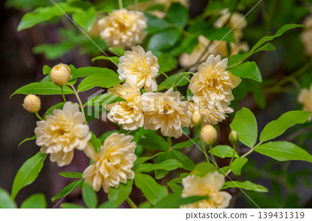 The Banksia rose (Rosa banksiae) [Rosaceae] produces numerous small, yellow flowers. 139431319