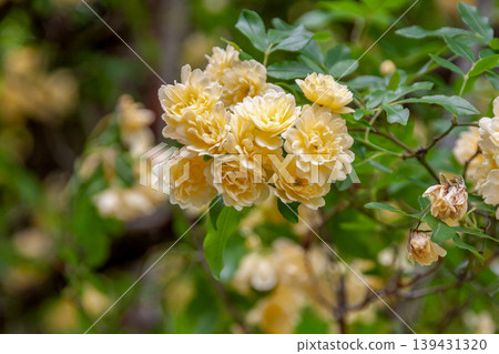 The Banksia rose (Rosa banksiae) [Rosaceae] produces numerous small, yellow flowers. 139431320