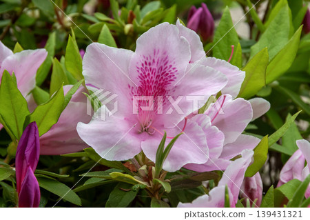Beautiful pink azalea flowers [Ericaceae family] 139431321