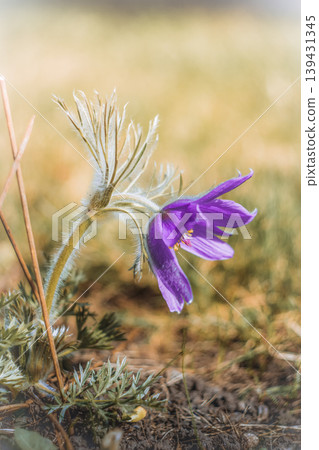 Beautiful purple pasque flower blooming in spring meadow Beautiful purple pasque flower blooming in spring meadow 139431345