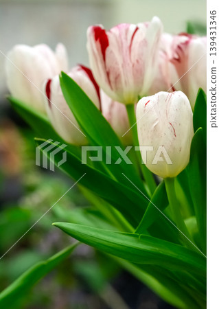 Close-up of white and red tulips with green leaves Close-up of white and red tulips with green leaves 139431346