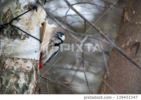 Woodpecker on a birch tree in winter forest 139431347