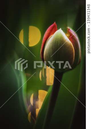Close-up of tulip bud with bokeh light effect 139431348