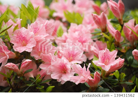 Pale pink azalea Pale pink azalea 139431562