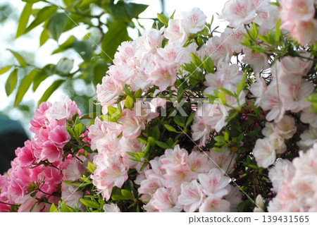 Azalea's flower 139431565