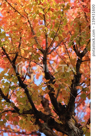 Autumn leaves Autumn leaves 139431600
