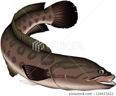 Fish illustration: "Snakehead" (Channa argus), vector format, single image on a white background. Fish illustration: "Snakehead" (Channa argus), vector format, single image on a white background. 139431622