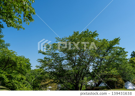 藍天和新綠色 藍天和新綠色 139431638