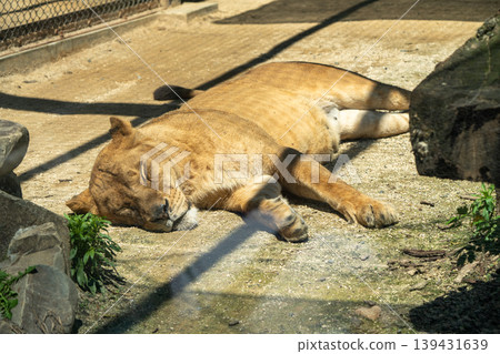 Female lion lying down 139431639