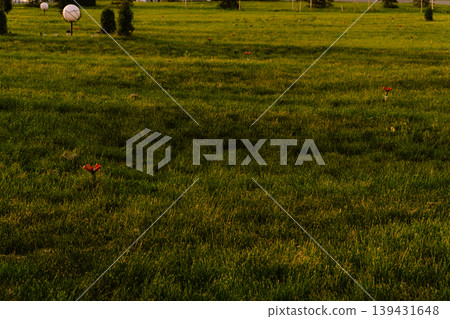Expansive green lawn with a sprinkler system and park lights in the background Expansive green lawn with a sprinkler system and park lights in the background 139431648