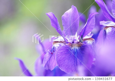 Irises blooming with vibrant purple flowers Irises blooming with vibrant purple flowers 139431677