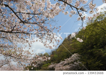 Spring landscape Spring landscape 139431688