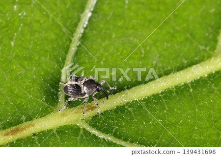 Living creatures, insects: The cross-shaped weevil (Cross-legged weevil) is mainly found on broadleaf trees from May to July. Living creatures, insects: The cross-shaped weevil (Cross-legged weevil) is mainly found on broadleaf trees from May to July. 139431698