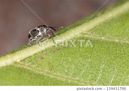 Living creature, insect: *Cross-legged weevil*, with a round, plump body and a long proboscis. The underside of its body is whitish. 139431700