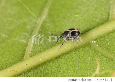 Living creature, insect: *Cross-legged weevil*, with two white transverse bands and a longitudinal stripe at the meeting point. The posterior corner of the prothorax is also white. Living creature, insect: *Cross-legged weevil*, with two white transverse bands and a longitudinal stripe at the meeting point. The posterior corner of the prothorax is also white. 139431701