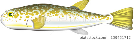 魚類插圖：「小彩河豚（可食用河豚）」 - 向量格式 - 白色背景上的單張圖片 139431712