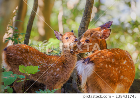 A heartwarming moment between a wild Yakushima deer family. 139431743