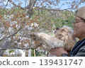Cherry blossoms, a dog, and a peaceful spring moment 139431747