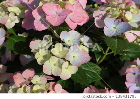 繡球花 Lagrangia Aurorange,花朵會變色 繡球花 Lagrangia Aurorange,花朵會變色 139431793