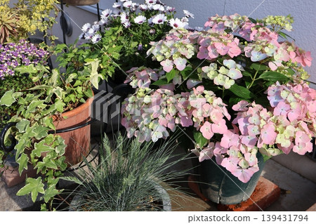 Hydrangea 'Lagrangia Auroranju' and a flower arrangement Hydrangea 'Lagrangia Auroranju' and a flower arrangement 139431794