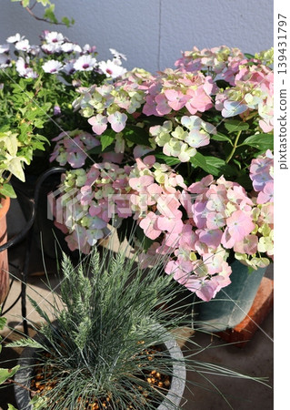 Hydrangea 'Lagrangia Auroranju' and a flower arrangement 139431797