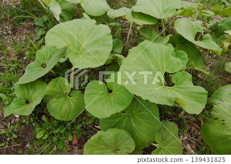 一個敷料 一個敷料 139431825