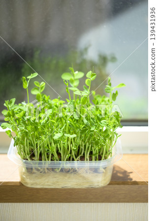 Bean sprouts grown hydroponically Bean sprouts grown hydroponically 139431936