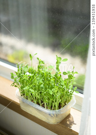 Bean sprouts grown hydroponically Bean sprouts grown hydroponically 139431938